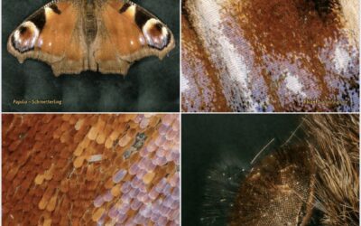 Mikrosdesign-Naturwissenschaft trifft Kunst